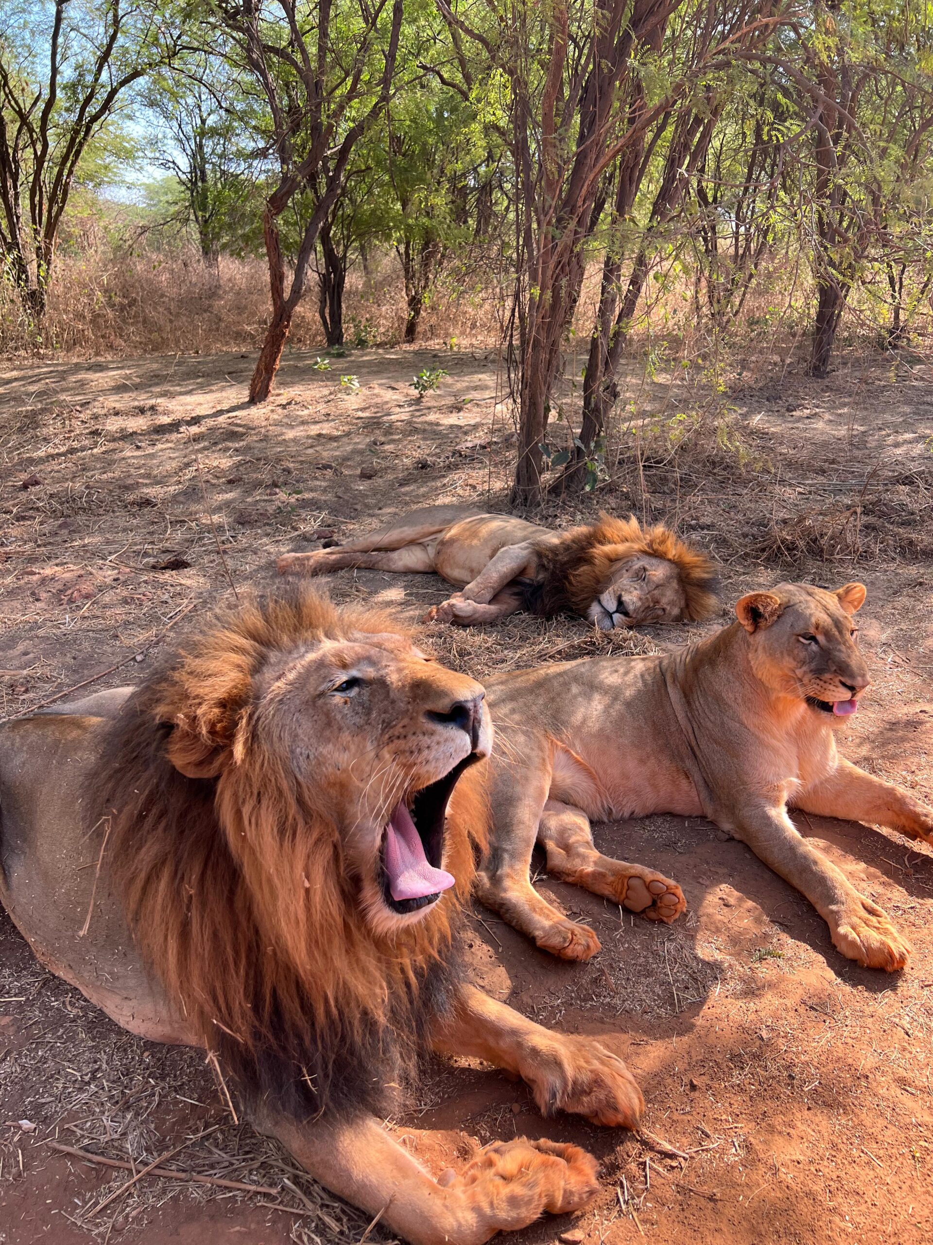 Safari avec Lions Ranch de Bandia (2)