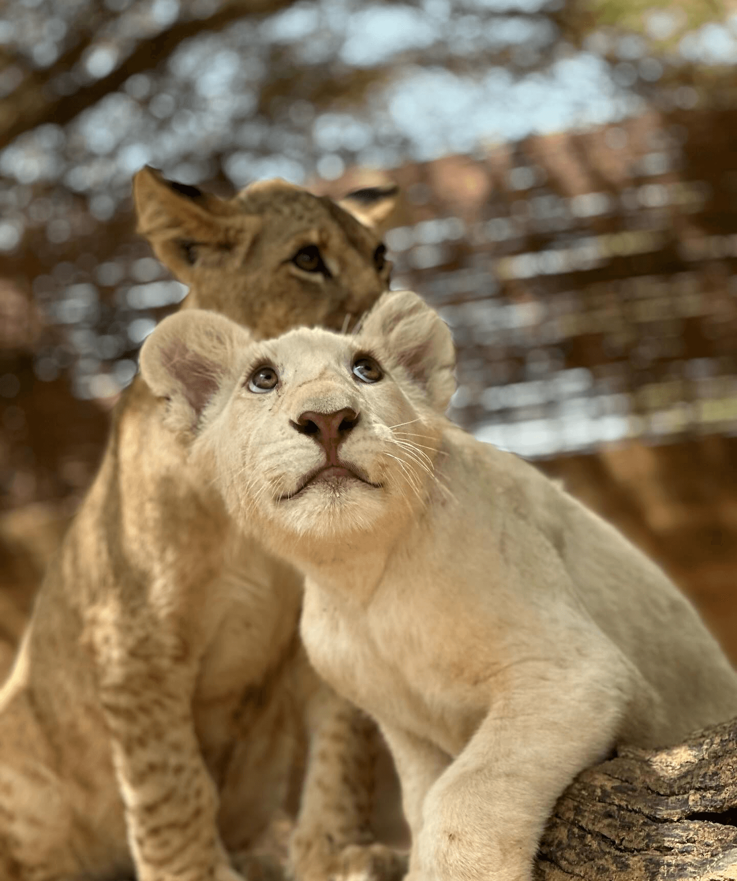 Safari avec Lions Ranch de Bandia (2)