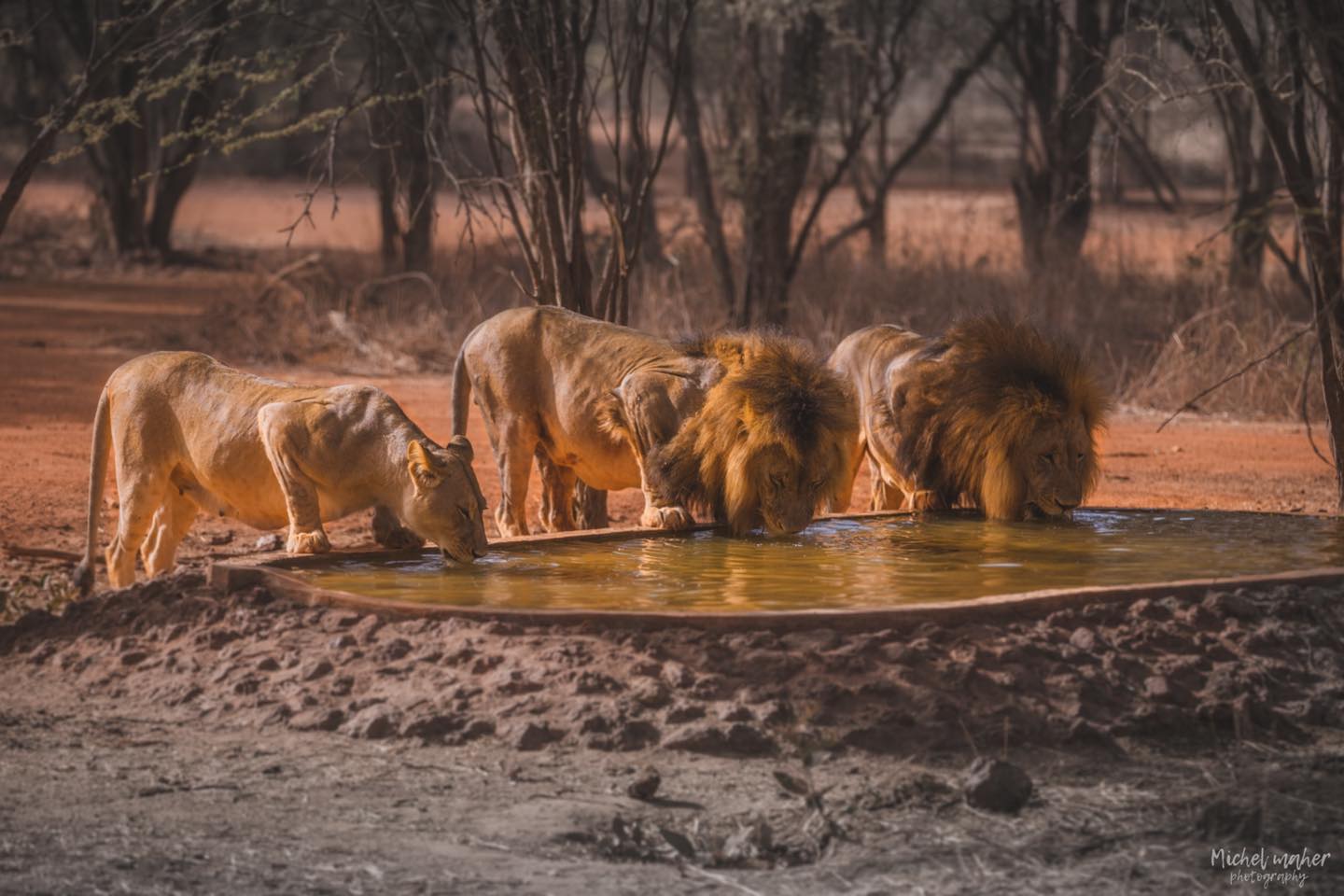 Safari avec Lions Ranch de Bandia (4)
