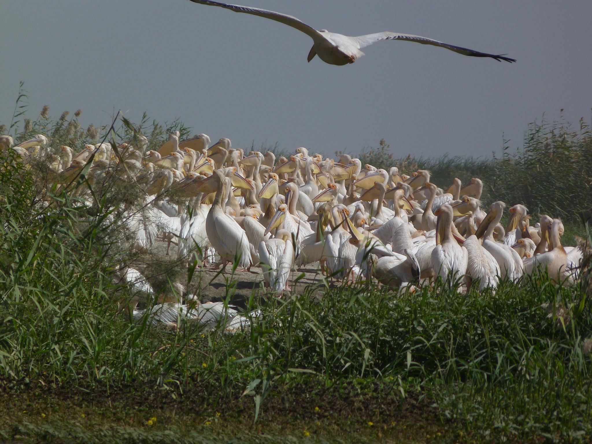 djoudj excursion senegal (1)