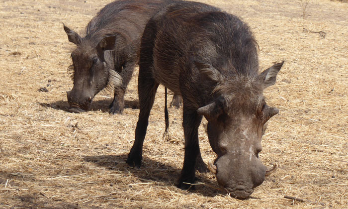 excursion Bandia (10)