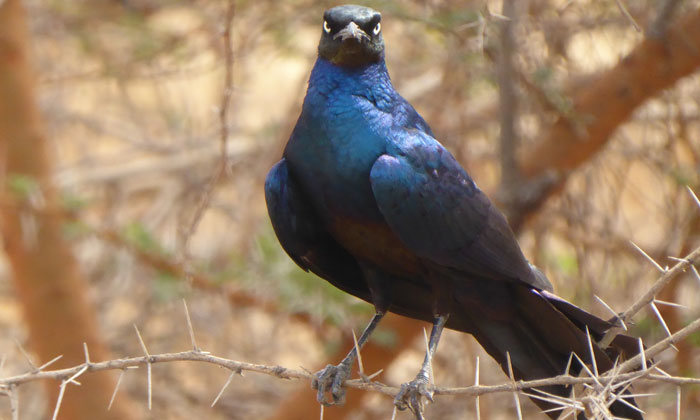 excursion Bandia (11)