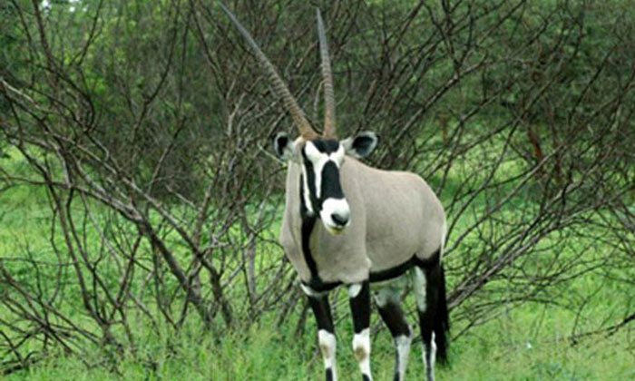 safari à la Réserve de Bandia