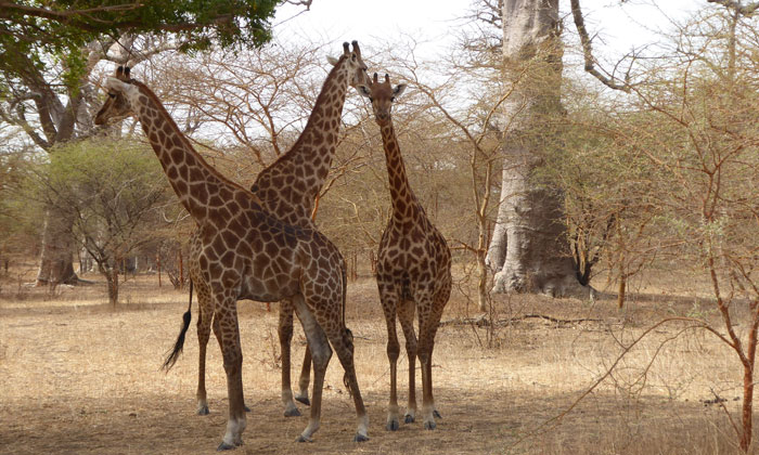 Excursion Réserve de Bandia et Lions