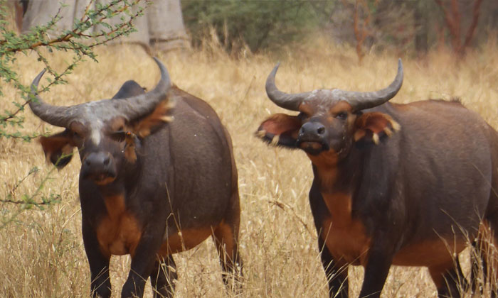 safari à la Réserve de Bandia