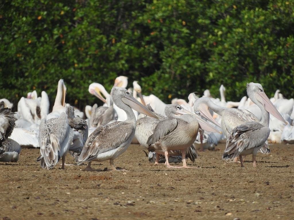 Excursion au départ de l’hôtel Royal Horizon Baobab Somone