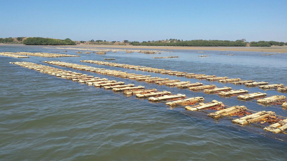 Excursion au départ de l’hôtel Royal Horizon Baobab Somone